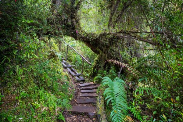 Bosque Chileno